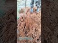 根塊を整え切り揃える:ヤシの移植を成功させる根処理の現場作業