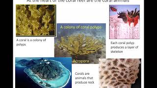 Corals in a Warming World
