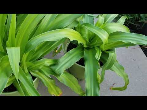 Video: Sab hauv tsev amaryllis: kev saib xyuas hauv tsev