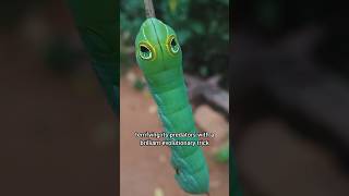Nature’s Master Illusionist: The Oleander Hawk-moth Caterpillar! 🌿👁️🐍
