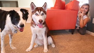 HIDE AND SEEK WITH OUR PUPPIES! *Hilarious*