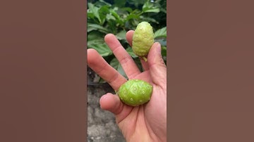 Công dụng Cây Nhàu bạn nên biết #covenduongvlogs #caycomui #caybuttre #câythuốcquý #caycanh