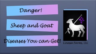 Diseases YOU Can Catch From Sheep and Goats!
