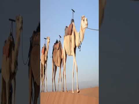 اصل و قصة البرنوس