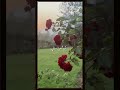 فأنا لا أملك في الدنيا إلا عينيك وأحزان ي حالات واتس مسلسل الفصول الأربعة بسام كوسا Poetry 