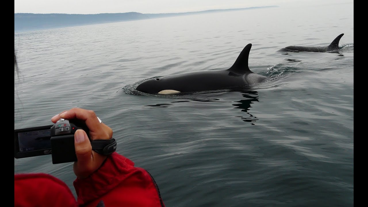 Orca whale watching close encounters Vancouver Island - YouTube