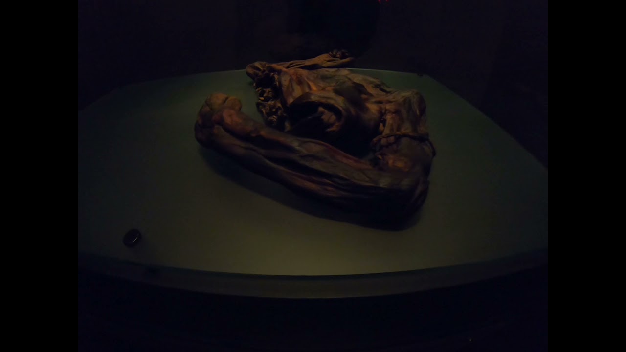 Natural History Museum YouTube