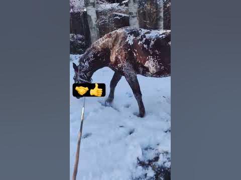 Ноокат жылкы - YouTube