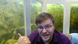 Aquarium heaters Pt. 1 - The economy of BIG