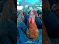 #goldfarming #chicken #chicken_farming#chicken_recipe