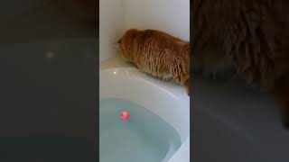 猫がお風呂で一大事。Happening of a cat in the bathroom