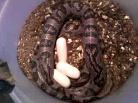 eggs florentine Corn snake eggs! Charcoal X Butter clutch