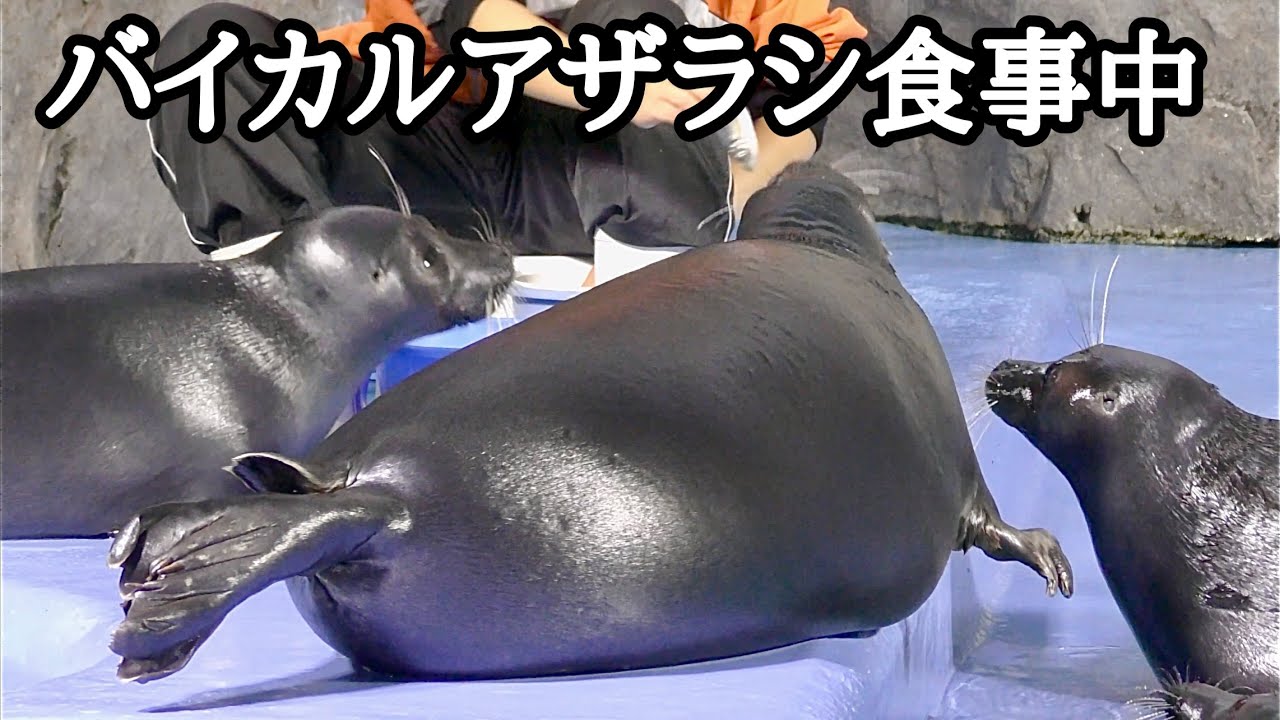 バイカルアザラシの食事タイムです【鳥羽水族館】Baikal seal Toba Aquarium 