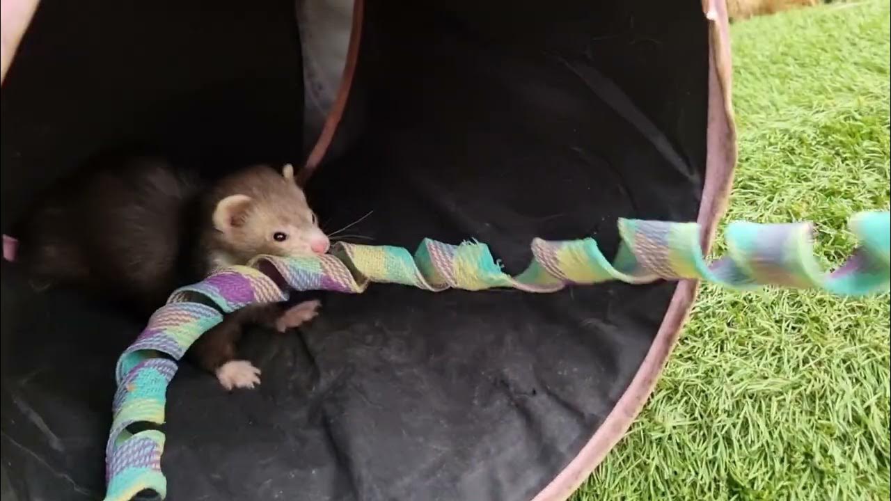 Otis the Micro Ferret size of a Weasel! YouTube