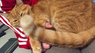 Sound On! Little Suzi Q enjoys a good shoulder to purr on 😝😹😻 by Catville upon Purr 451 views 2 months ago 14 seconds