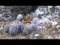 Decorah Eagles North dad brings in a chicken and DN4 ate the whole thing 04 18 2017