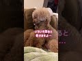 謝ったのに事態が悪化するトイプードル #dog #toypoodle
