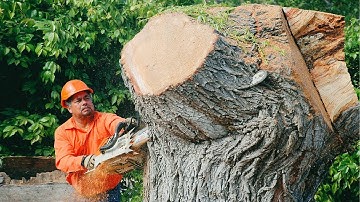 Idiots Tree Felling Fails with Chainsaw | All new and rare!