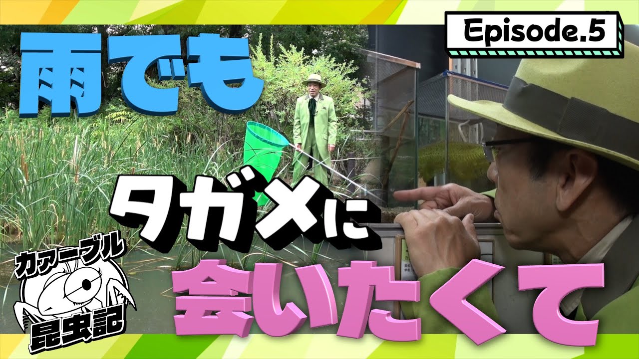 お待たせしました！雨でしたがタガメに会いたくて…