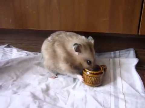 video phone beyonce mp3 Hamster in a bar