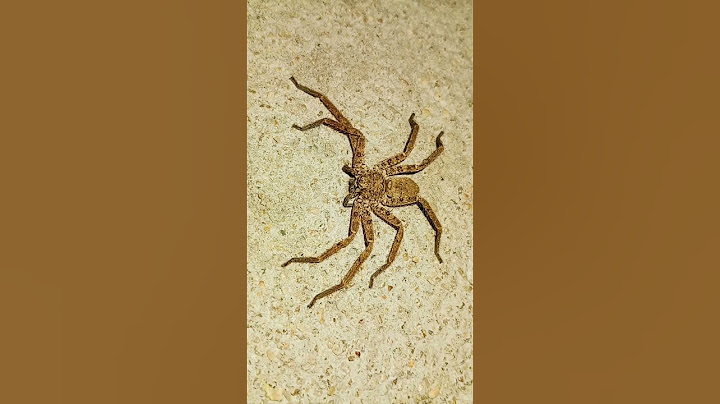 #spider #viral trending #makdi#viralshorts#ytshorts#spider #spiderman