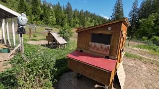 No Longer Free Range Chickens