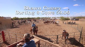 Shawn & Julie Coxsey Sorting Cows at the 4D Arena in Wittmann Az April 16 2016