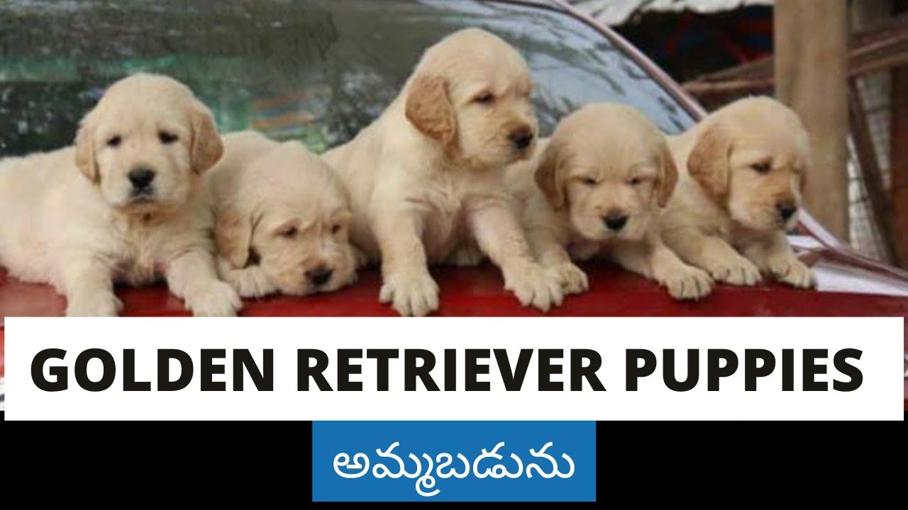 Top quality Golden Retriever Puppies for sale in low prices in telugu