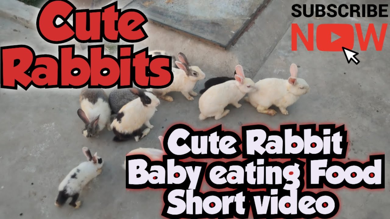 Cute Rabbit Baby Eating Food Short Video, Cute Baby Animals 🐇🐰 - YouTube