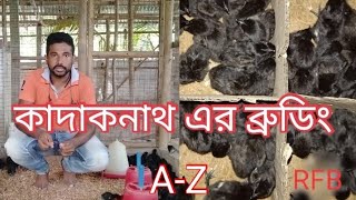 Kadacknath Westbengal  কাদাকনাথ মুরগির বাচ্চার ব্রুডিং