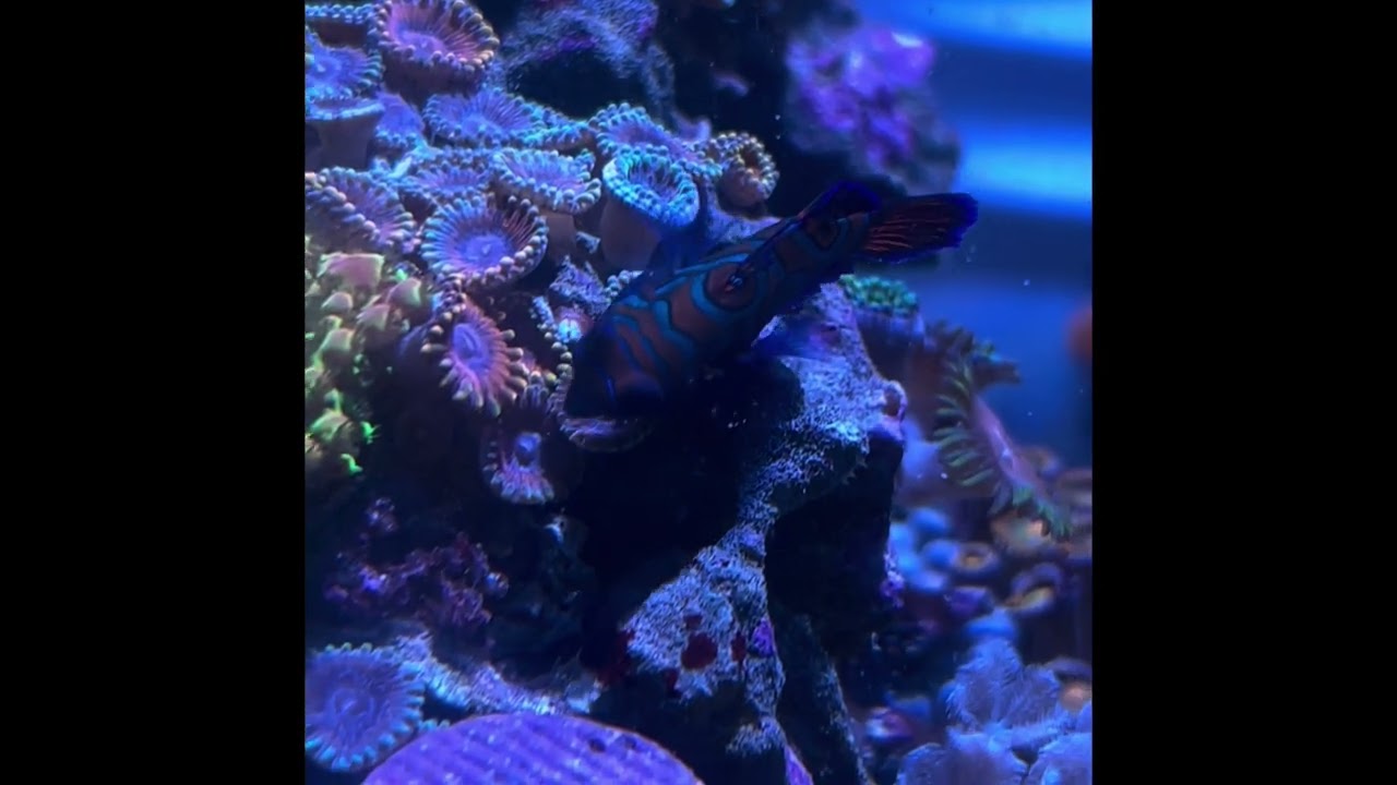 Blue Mandarin Dragonet - Biota Captive Bred