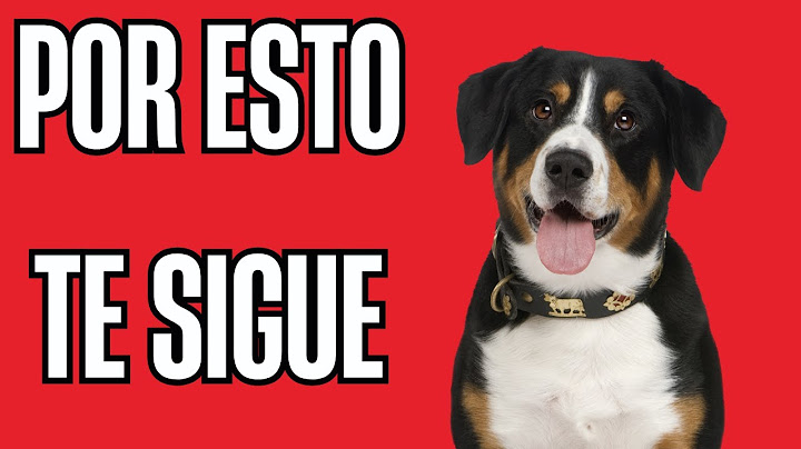 ¿QUE SIGNIFICA cuando tu perro te sigue a todos lados?