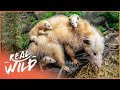 The Animal Kingdom's Most Devoted Parents (Nature Documentary) | Wild America | Real Wild