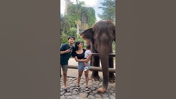Melihat gajah di bali zoo #bermainsambilbelajar #gajah #fyp #hewan #balizoo #lucu #viral #bermain