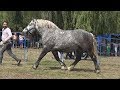 Concurs cu cai de frumusete, Baile Felix, Bihor 11 August 2018