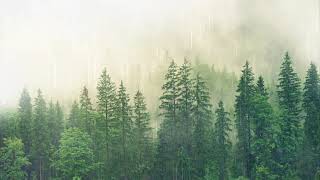 Ambient Dynamic Rain Sounds | Forest Rain Ambience for Relaxation, Sleep or Studying | 2 Hours