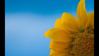 Rumeli & Trakya Turkuleri 03 Ah Tren Kara Tren Zara