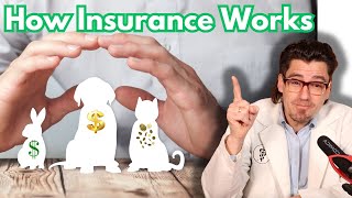 What will the Pet Insurance company cover?