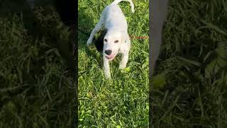 Most dangerous animal in the world #dog #englishsetter #puppy #cute #dogshorts #funny #shark #jaws