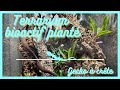 Terrarium tropical plantbioactif pour geckos 