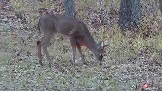 Young buck gets a free pass today!