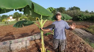 How To Trim Banana Plants For Faster Plant and Banana Growth
