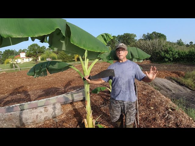 How To Trim Banana Plants For Faster Plant and Banana Growth - YouTube
