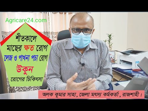 শীতকালে মাছের ক্ষত রোগ, পাখনা ও লেজ পচা, উকুন রোগের চিকিৎসা। শীতকালে মাছের পরিচর্যা।২০২০