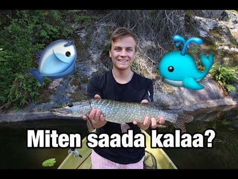 Video: Kuinka Saada Kalaa Pelissä 