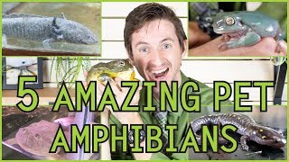Five of the Best Pet Amphibians