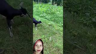 Suraj Rox ki comedy video ll 😂🤣#comedyvideo#realfools #funnyvideo#viralvideo #funnycom#trendingvideo