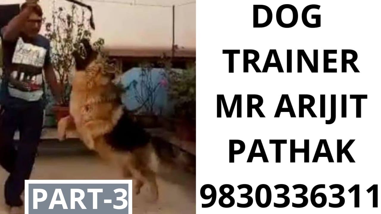 dog trainer in delhi How to Train Your Dog?Simple |DOGS TRAINING|DOG TRAINER |PART- 3|कुत्ते की प्रशिक्षण |(ट्रेनर)
