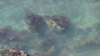 Tide Pools at Rosario Beach