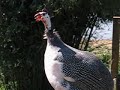 Galinha de Angola macho cantando